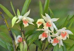 翅萼石斛的介绍，翅萼石斛的特征