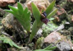 昌江石斛的介绍，昌江石斛的特征