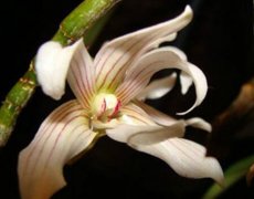 长爪石斛的介绍，长爪石斛的特征