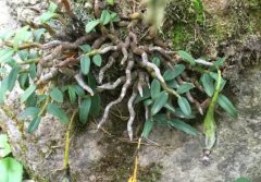 曲茎石斛的介绍，曲茎石斛的特征