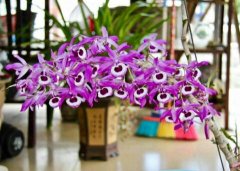 喇叭唇石斛的介绍，喇叭唇石斛的特征