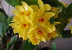 具槽石斛的介绍，具槽石斛的特征