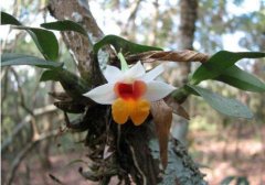 喉红石斛的介绍，喉红石斛的特征