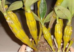 鼓槌石斛的介绍，鼓槌石斛的特征