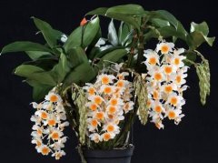 密花石斛的介绍，密花石斛的特征