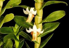 反瓣石斛的介绍，反瓣石斛的特征