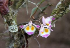 齿瓣石斛的介绍，齿瓣石斛的特征