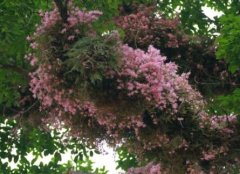 美花石斛的介绍，美花石斛的特性