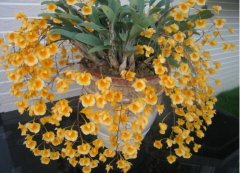 聚石斛的介绍，聚石斛的特性