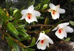 华石斛的介绍，华石斛的特征