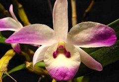 矩唇石斛的介绍，矩唇石斛的特性