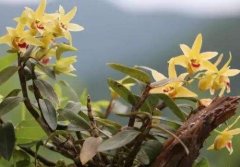 黄石斛的介绍，黄石斛的特征