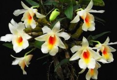 黑毛石斛的介绍，黑毛石斛的特征