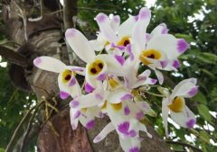 大苞鞘石斛的介绍，大苞鞘石斛的特征