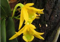 翅梗石斛的介绍，翅梗石斛的特征