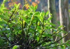 铁皮石斛和金钗石斛的辨别方法