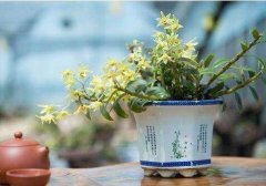 铁皮石斛盆栽的优缺点各是什么？