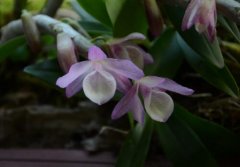 报春石斛的介绍,报春石斛的特征