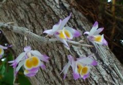 杯鞘石斛的介绍，杯鞘石斛的特征