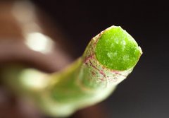 铁皮石斛鲜条的鉴定标准