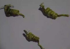 霍山石斛简单的鉴别方法