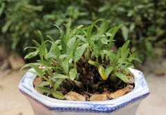 石斛种殖的注意事项