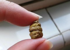 铁皮枫斗的辨别方法