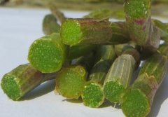 辨别石斛优劣的详细步骤