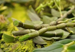 铁皮石斛鲜条和干品的区别？