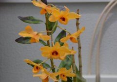 流苏石斛有什么药用价值？