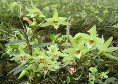 铁皮石斛花的分类