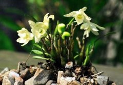 霍山石斛花的介绍，霍山石斛花的功效