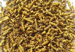 米斛和铁皮石斛的区别在哪里？