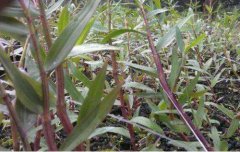 铁皮石斛和紫皮石斛的采收时间