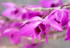 铁皮石斛花的观赏价值?