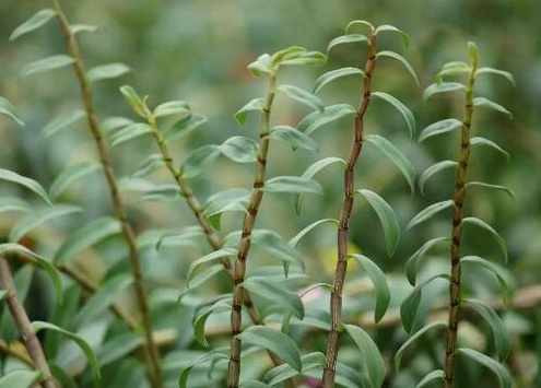 霍山石斛泡茶用可以用哪些杯子？