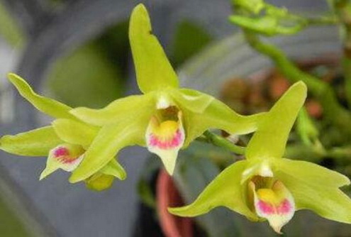 霍山米斛的营养元素有哪些？