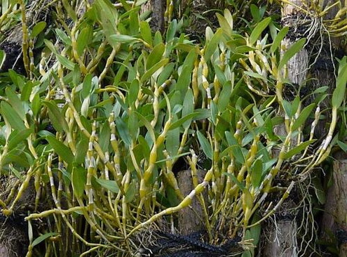 孕妇能不能吃铁皮石斛？