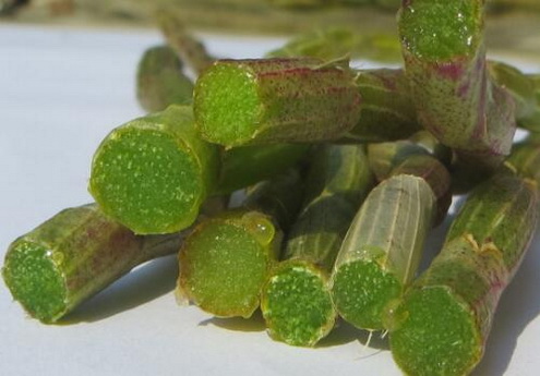 霍山石斛有哪些吃法？