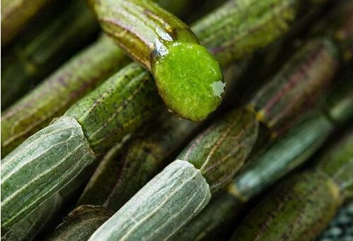 石斛吃起来有渣好还是没渣好？