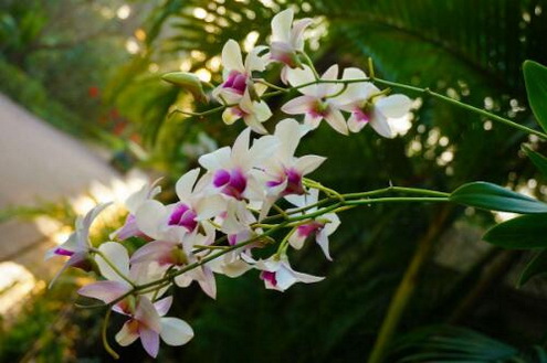 铁皮石斛对呼吸系统疾病有效吗?