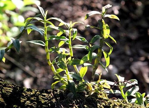 铁皮石斛的种植环境怎样维护？