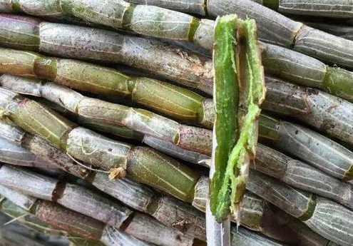 铁皮石斛能去火吗?