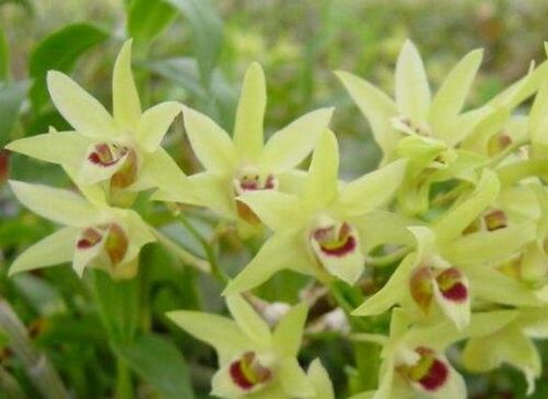 霍山主要产哪些石斛?