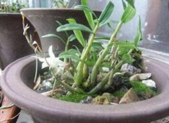 石斛兰可以在室内种植吗？