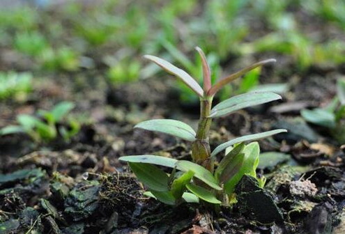 为什么有人吃了铁皮石斛会拉肚子？