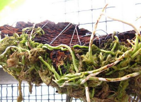 霍山石斛的生长环境如何？