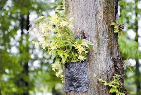 霍山石斛的日常用量是多少？