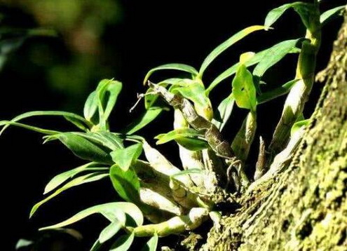 种植石斛需要什么样的技术?
