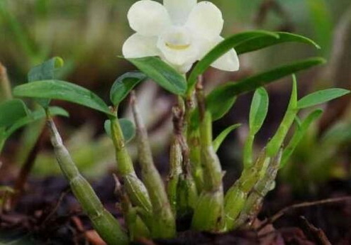 霍山石斛种植为什么需要基质？